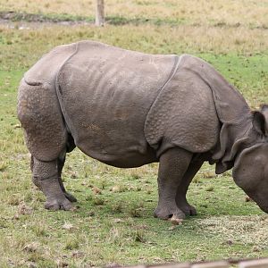 Greater One-horned Rhino
