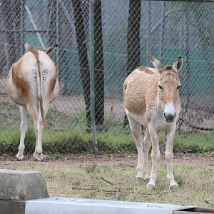 Persian Onager