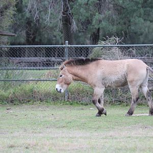 Przewalski's Horse