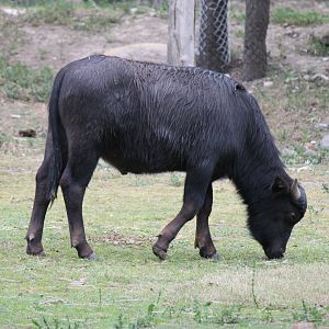 Asiatic Water Buffalo