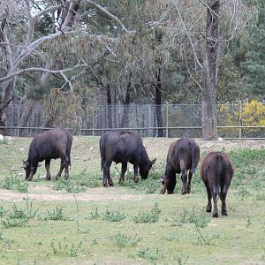 Asiatic Water Buffalo