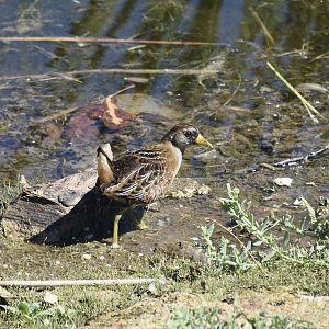 Sora (Porzana carolina)