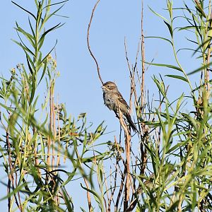 Brewer's Sparrow (Spizella breweri)