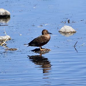 Cinnamon Teal (Spatula cyanoptera) male in eclipse plumage