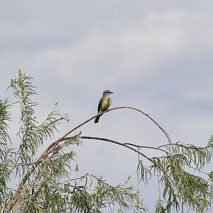 Western Kingbird (Tyrannus verticalis)