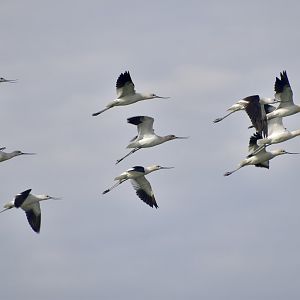 American Avocet (Recurvirostra americana) flock on the move