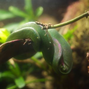 Green Tree Python