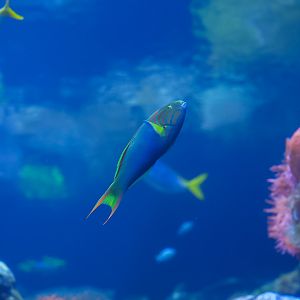 Sunset Wrasse