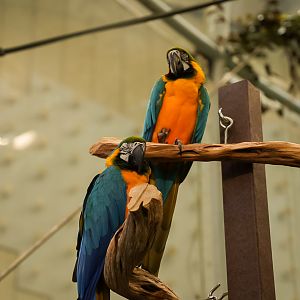 Blue-and-Yellow Macaws