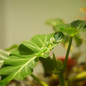 Granular Glass Frogs