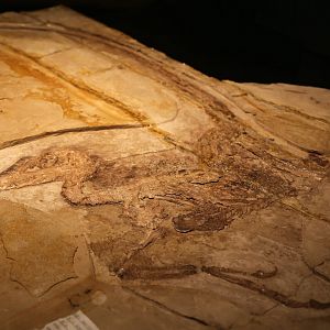 Daurlong wangi, Holotype (IMMNH-PV00731)