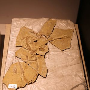 Anchiornis huxleyi, Holotype (IVPP V14378)