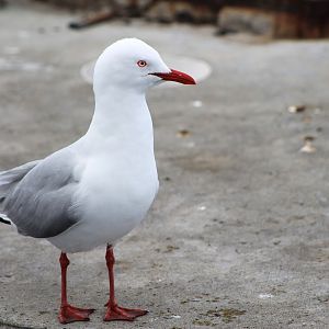 Silver Gull