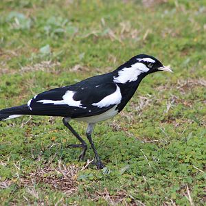 male Magpie-Lark (Grallina cyanoleuca)