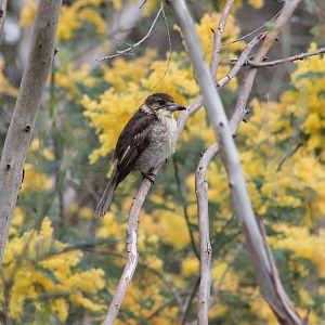 juvenile Grey Butcherbird (Cracticus torquatus)