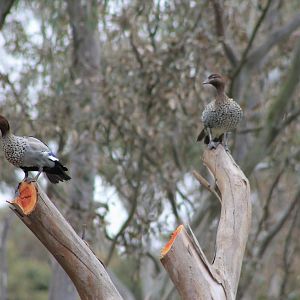 Australian Wood Ducks (Chenonetta jubata)