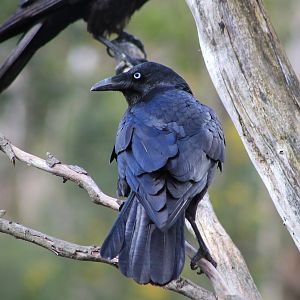 Little Raven (Corvus mellori)