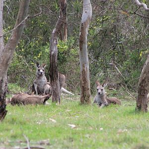 Eastern Grey Kangaroos (Macropus giganteus)