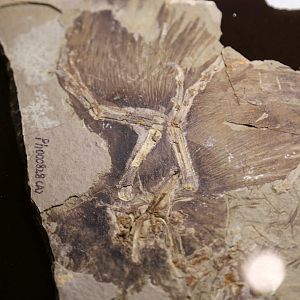 Anchiornis huxleyi (BMNHC PH828)