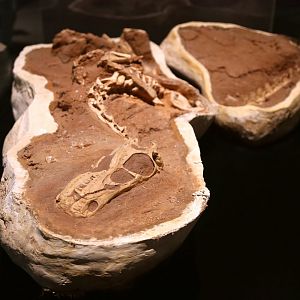 Linheraptor exquisitus, Holotype (IVPP V16923)