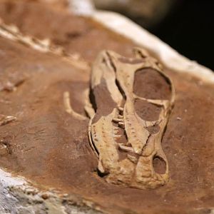 Linheraptor exquisitus Skull, Holotype (IVPP V16923)