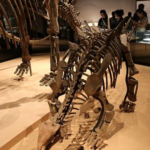 Chungkingosaurus jiangbeiensis, Holotype (CV 00206)