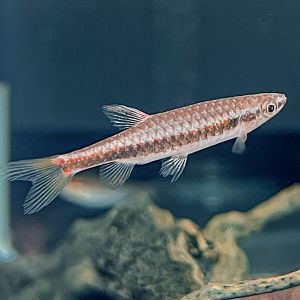Natterer's Splash Tetra (Copella nattereri)