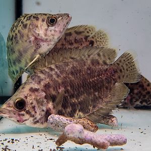 Leopard Bushfish (Ctenopoma acutirostre)