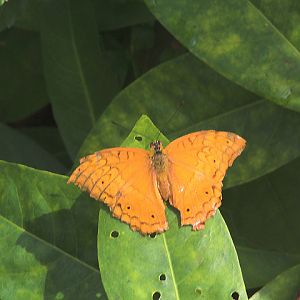 Javan cruiser (Vindula dejone javana) - Aviary Park