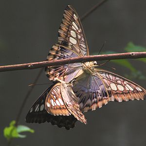 Clipper (Parthenos sylvia sylvia) - Aviary Park