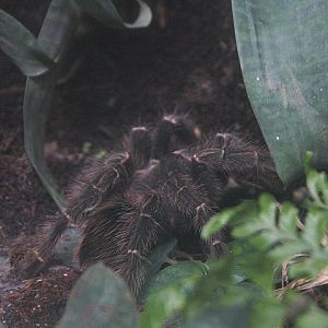 Brazilian salmon-pink bird-eating tarantula (Lasiodora parahybana) - Aviary Park