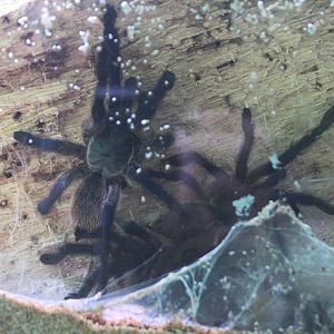 Socotra Island blue baboon tarantula (Monocentropus balfouri) - Aviary Park