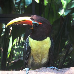 Green aracari (Pteroglossus viridis) - Aviary Park