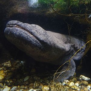 Chinese giant salamander (Andrias davidianus)