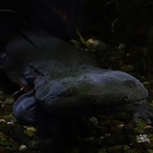 Hellbender (Cryptobranchus alleganiensis)
