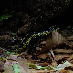 Oviedo fire salamander (Salamandra salamandra bernardezi)