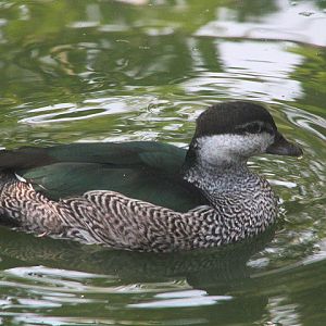 Green pygmy goose (Nettapus pulchellus) - Aviary Park