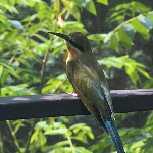 Blue-tailed bee-eater (Merops philippinus) - Aviary Park