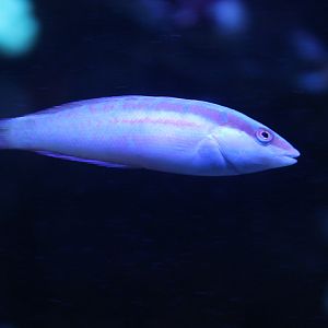 Pale-barred wrasse (Coris dorsomacula) - BXSea