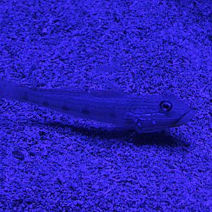 Long-finned goby (Valenciennea longipinnis) - BXSea