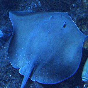 Whitespotted whipray (Maculabatis gerrardi) - BXSea