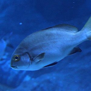 Sombre sweetlips (Plectorhinchus unicolor) - BXSea