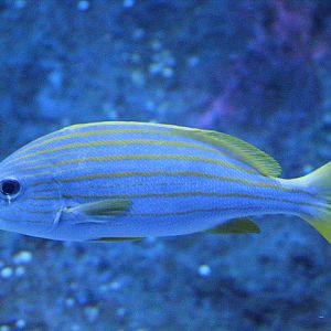 Yellow-striped sweetlips (Plectorhinchus chrysotaenia) - BXSea