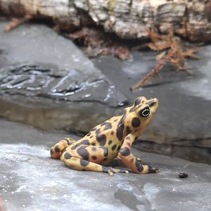 Panamanian Golden Frog