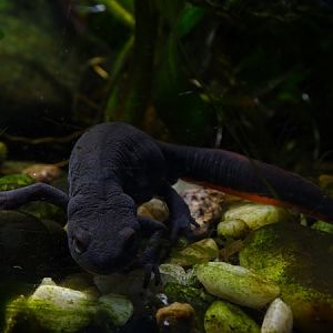 Chinese fire-bellied newt (Hypselotriton orientalis)