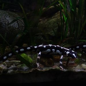 Kaiser's spotted newt (Neurergus kaiseri)