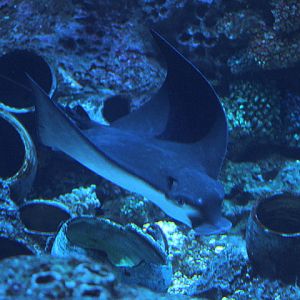 Longheaded eagle ray (Aetobatus flagellum) - BXSea