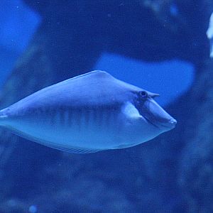 Humpback unicornfish (Naso brachycentron) - BXSea