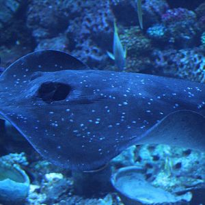 Mangrove whipray (Urogymnus granulatus) - BXSea