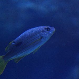 Dory snapper (Lutjanus fulviflamma) - BXSea